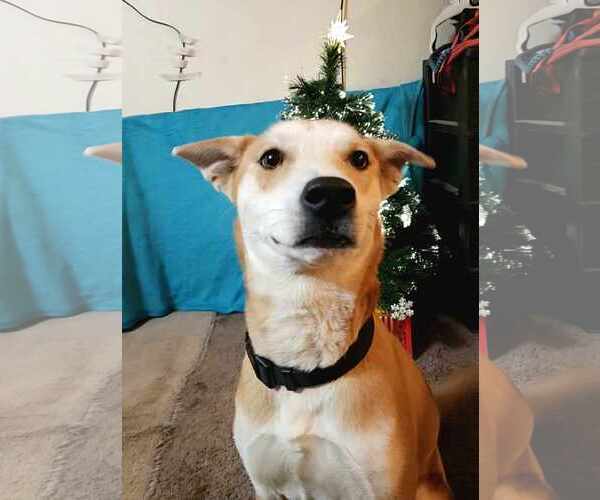 Medium Photo #7 Shiba Inu-Unknown Mix Puppy For Sale in Sheboygan, WI, USA