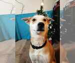 Small #6 Shiba Inu Mix