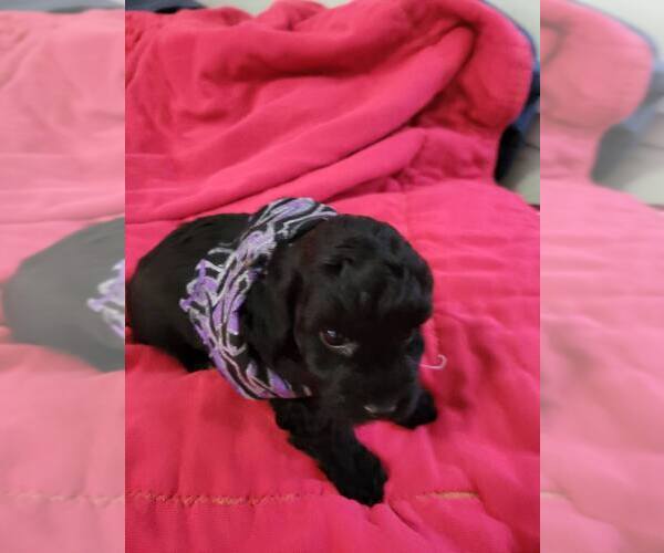 Medium Photo #1 Poodle (Toy)-Unknown Mix Puppy For Sale in COPPERAS COVE, TX, USA