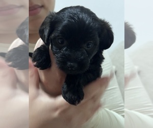YorkiePoo Puppy for sale in PASSAIC, NJ, USA