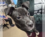 Small #1 Mutt