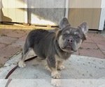 Small #2 French Bulldog