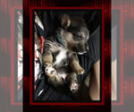 Small Photo #7 Pembroke Welsh Corgi Puppy For Sale in LOGAN, NM, USA