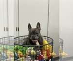 Small Photo #67 French Bulldog Puppy For Sale in LAS VEGAS, NV, USA