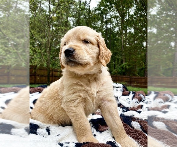 Medium Photo #10 Golden Retriever Puppy For Sale in BUTNER, NC, USA