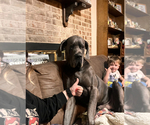 Small Photo #26 Great Dane Puppy For Sale in SAND SPRINGS, OK, USA