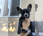 Puppy 2 French Bulldog