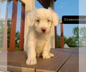 Bernedoodle-Poodle (Miniature) Mix Puppy for sale in FORT PLAIN, NY, USA