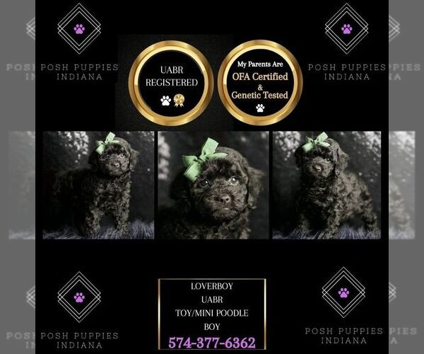 Medium Photo #1 Poodle (Miniature) Puppy For Sale in WARSAW, IN, USA