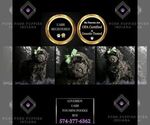 Small Photo #1 Poodle (Miniature) Puppy For Sale in WARSAW, IN, USA
