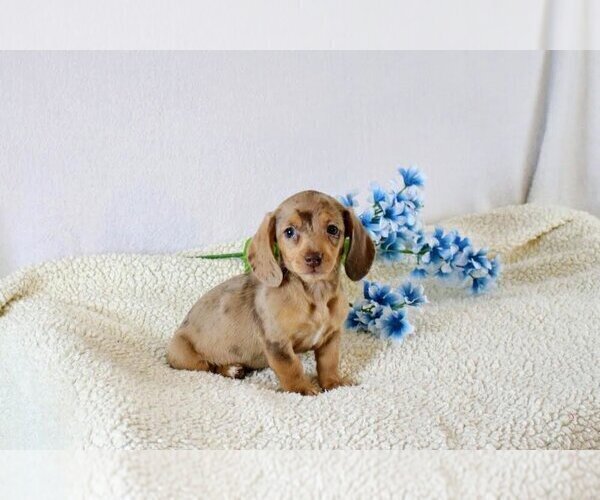 Medium Photo #1 Dachshund Puppy For Sale in ROME CITY, IN, USA
