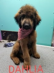 Goldendoodle Puppy for sale in SAINT CLOUD, FL, USA