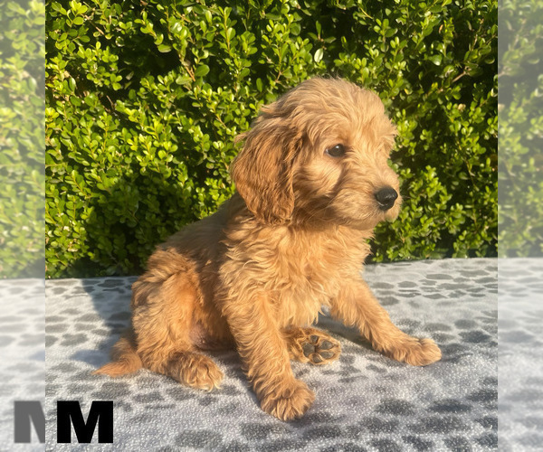 Medium Photo #9 Goldendoodle (Miniature) Puppy For Sale in BAKERSFIELD, CA, USA