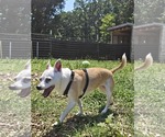 Small #1 Jack Russell Terrier Mix