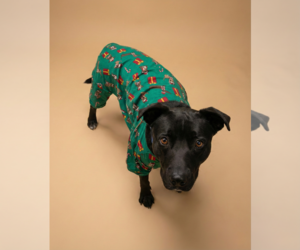 American Pit Bull Terrier-Unknown Mix Dogs for adoption in Chandler, AZ, USA