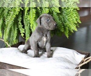 Great Dane Puppy for sale in GOSHEN, IN, USA