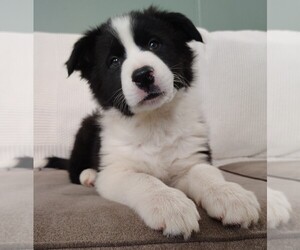 Border Collie Puppy for Sale in NORBORNE, Missouri USA