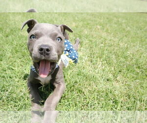 Bullypit Dogs for adoption in OKLAHOMA CITY, OK, USA