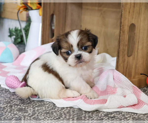 Medium Photo #6 Shih Tzu Puppy For Sale in SYRACUSE, IN, USA