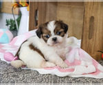 Jazzy - Female Shih Tzu Puppy for Sale - Photo #6