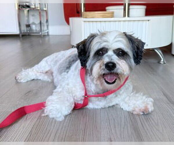 Medium Photo #1 Lhasa Apso-Unknown Mix Puppy For Sale in Fremont, CA, USA