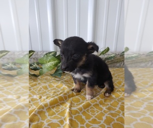 Aussie-Corgi Puppy for sale in CANON CITY, CO, USA