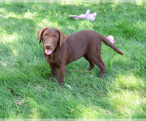 Medium Photo #3 Labrador Retriever Puppy For Sale in SYRACUSE, IN, USA