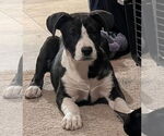 Small #2 Catahoula Leopard Dog Mix