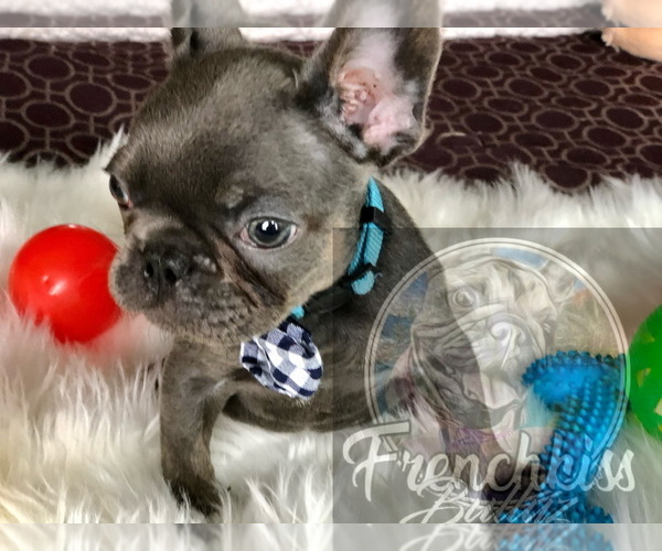 Medium Photo #23 French Bulldog Puppy For Sale in BUCKS BAR, CA, USA