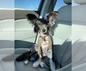 Chinese Crested Puppy for sale in EDWARDSVILLE, IL, USA