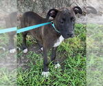 Small #1 Bulldog Mix