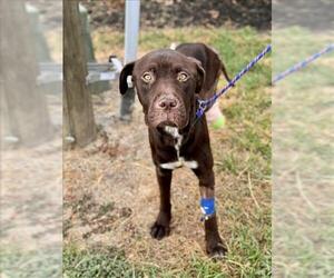 Labrador Retriever-Unknown Mix Dogs for adoption in Conroe, TX, USA