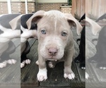 Small Photo #1 American Pit Bull Terrier Puppy For Sale in CHAMPION, OH, USA