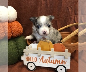 Chihuahua Puppy for sale in SHERMAN, TX, USA