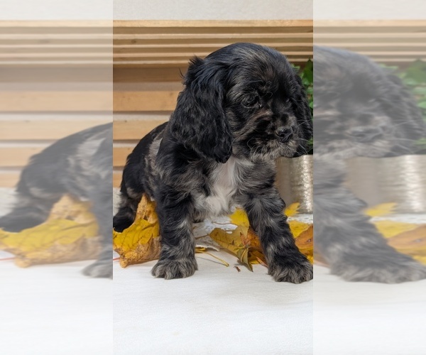 Medium Photo #8 Cocker Spaniel Puppy For Sale in GOSHEN, IN, USA