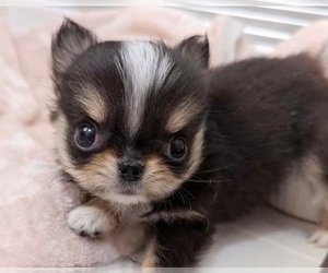 Chihuahua Puppy for sale in SALEM, WV, USA
