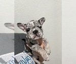 Small Photo #3 French Bulldog Puppy For Sale in AMARILLO, TX, USA