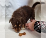 Small Photo #8 Australian Shepherd Puppy For Sale in FLORENCE, CO, USA
