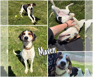 Treeing Walker Coonhound Dogs for adoption in Pierceton , IN, USA