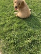 Small Photo #1 Goldendoodle Puppy For Sale in OAKDALE, CA, USA