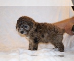 Small #7 Poodle (Toy)
