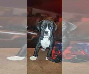 Boxer Puppy for sale in MOSES LAKE, WA, USA