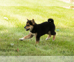 Small #6 Shiba Inu