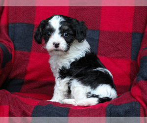 Cavalier King Charles Spaniel-Cavapoo Mix Puppy for sale in LIBERTY, KY, USA