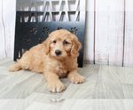 Small Photo #2 Goldendoodle (Miniature) Puppy For Sale in MARIETTA, GA, USA