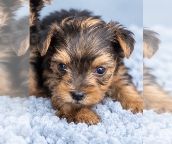 Medium Photo #2 Yorkshire Terrier Puppy For Sale in BRANDON, MS, USA