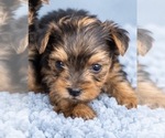 Puppy Finn Yorkshire Terrier