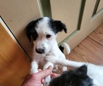 Puppy 4 Parson Russell Terrier-Wire-Poo Mix