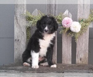 Aussiedoodle Miniature Puppy for sale in FREDERICKSBURG, OH, USA
