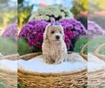 Litter of 3 - Female Havanese-Maltipoo (Miniature) MixLitter of Puppies for Sale - Photo #7